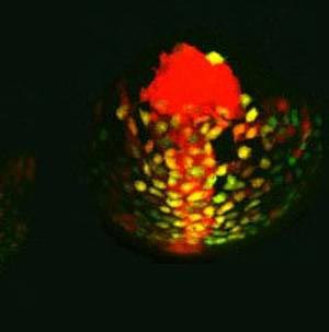 ISTA | Temporal signaling pattern regulates a cell's destiny