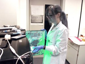 First author and PhD student Stephanie Kainrath tests the influence of green light on cultured cells in incubators with commercial LEDs