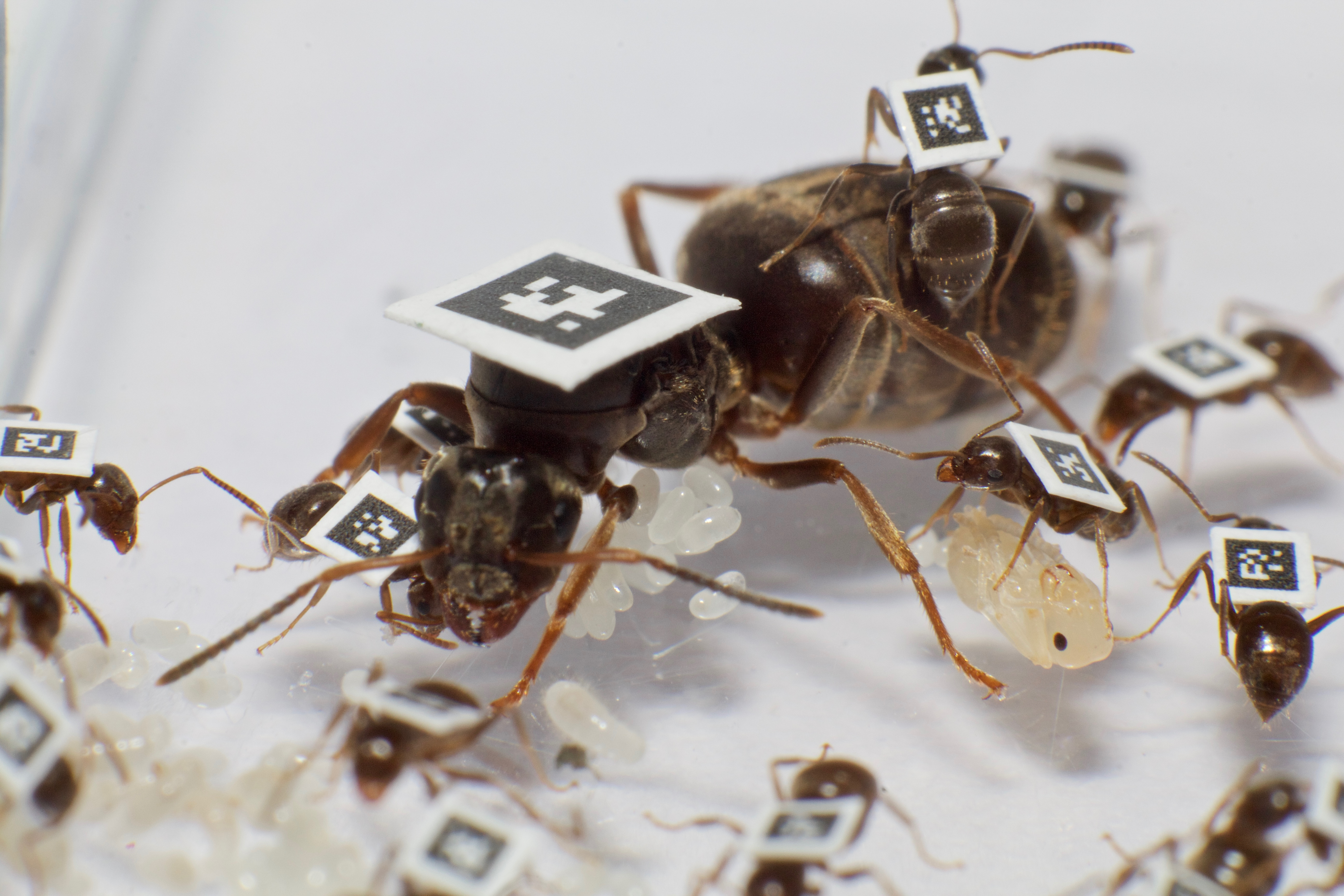 Заболевшие муравьи. Муравьи для заселения. Муравьи ферма. Наука о муравьях. Опыты над муравьями.