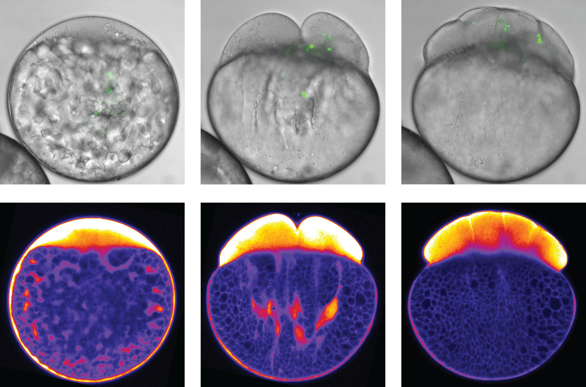 Zebrafish Embryo Injection