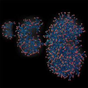 numerical simulation of branching morphogenesis in the mouse kidney Edouard Hannezo Morphogenesis