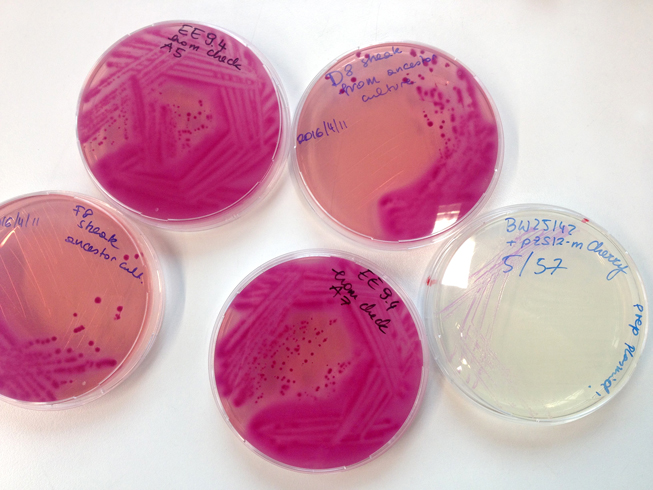 E. coli populations in a Petri dish. © IST Austria – Guet group