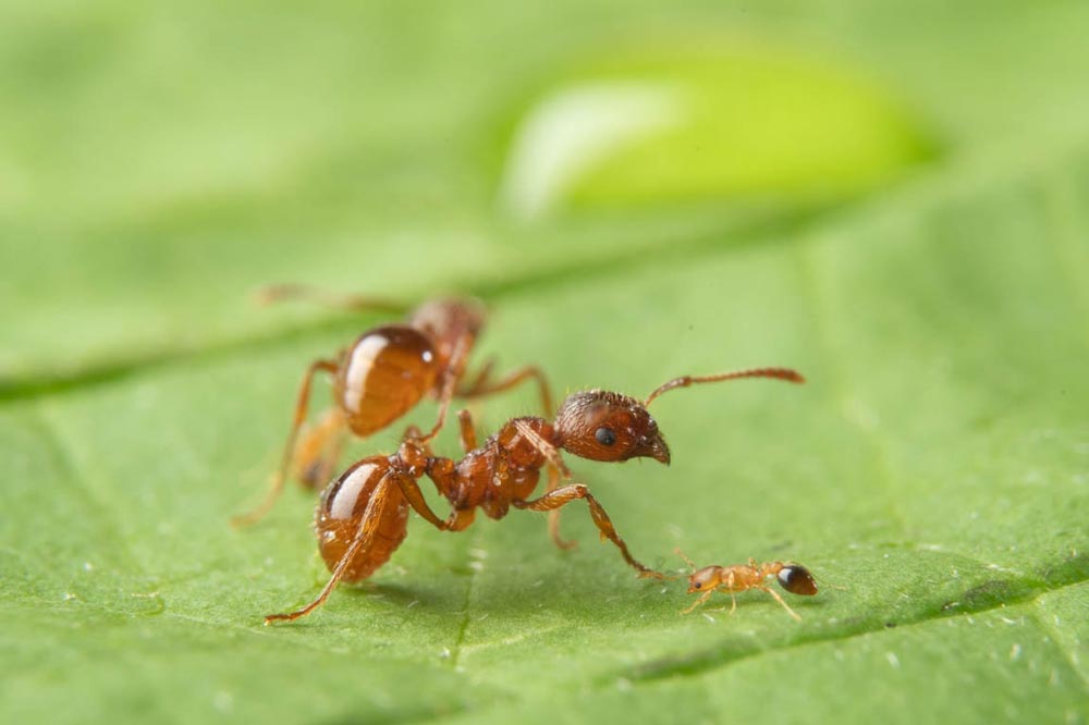 In comparison to the ant species Myrmica rubra the Cardiocondyla obscurior, which are only about one millimeter in size, look tiny. © Sina Metzler und Roland Ferrigato /IST Austria