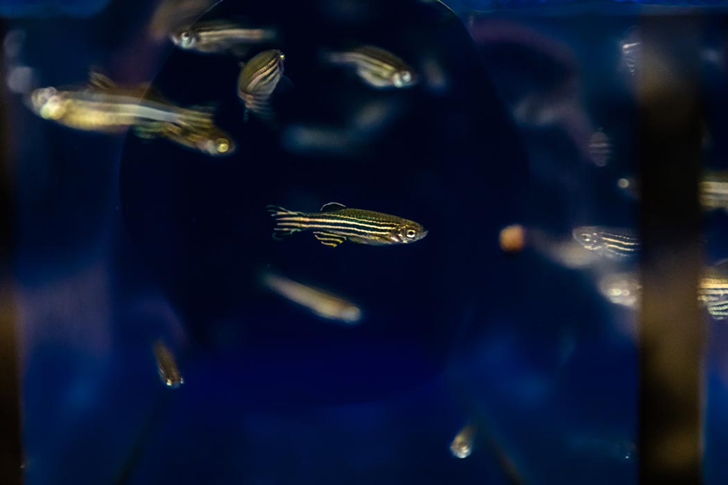 The small striped zebrafish develop within just a few days, the embryos do so outside their mothers and are transparent. © Nadine Poncioni, IST Austria
