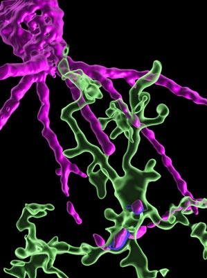 Microglia (green) and Perineuronal Net (magenta). © IST Austria