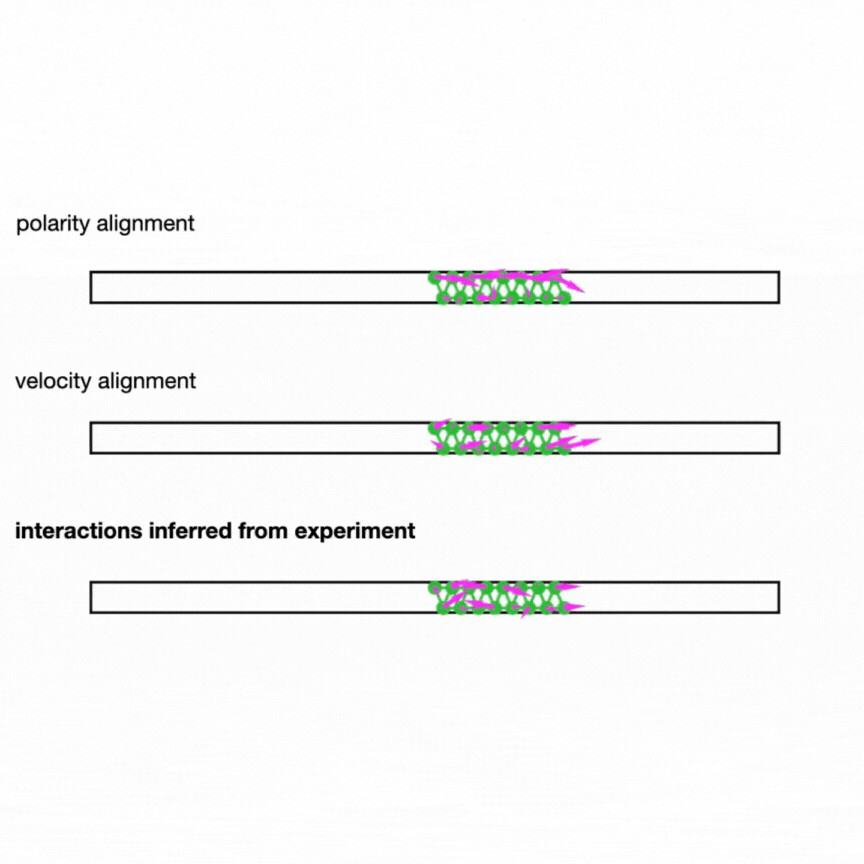 Obstacle Gif 864x864 (c) Vercurysse, Brückner Et Al. Nature Physics