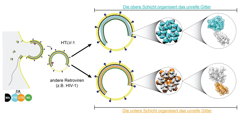 Top: HTLV-1. The top layer (blue) organizes the immature lattice. Bottom: Other retroviruses (e.g. HIV-1). The bottom layer (orange) organizes the immature lattice.