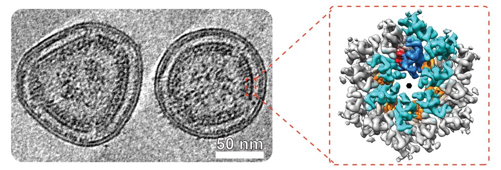 HTLV-1 virus-like particles with a close-up view of the building blocks forming the viral lattice.