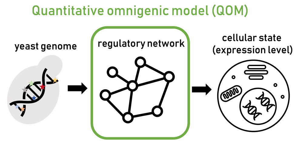 quantitative omnigenic model