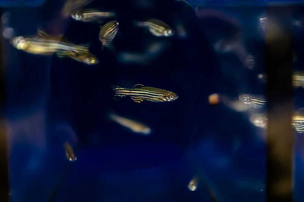 Zebrafish