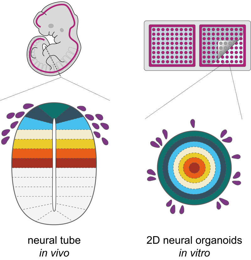 Precursor cells in the embryonic neural tube are organized in a specific striped pattern which depends on the signals they receive (left). Lehr and colleagues recreated this pattern in a cell culture dish by exposing stem cells to the same signals (right).