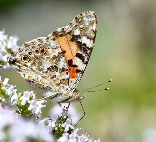 Vanessa cardui. Distelfalter sind die am weitesten über den Globus verbreiteten Schmetterlinge.