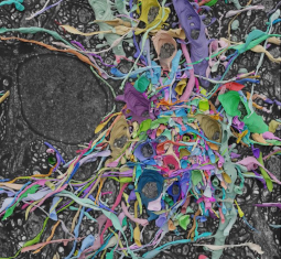 Main image for article
