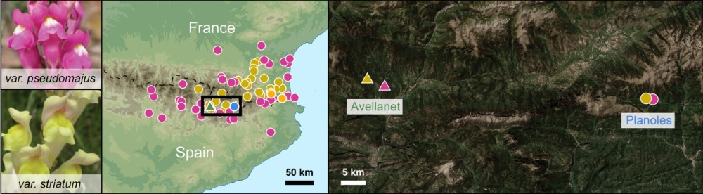 Geographic distributions of magenta- and yellow-colored snapdragons.