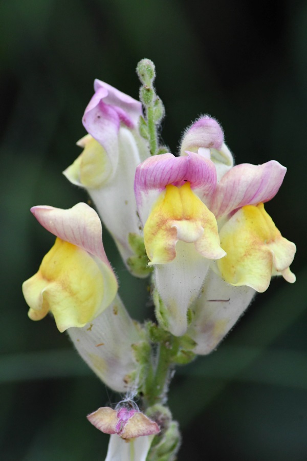 A hybrid snapdragon.