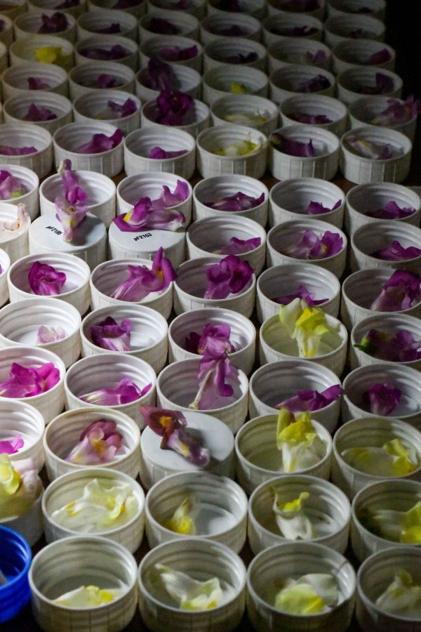 Scientists meticulously document the colors of the collected snapdragons.