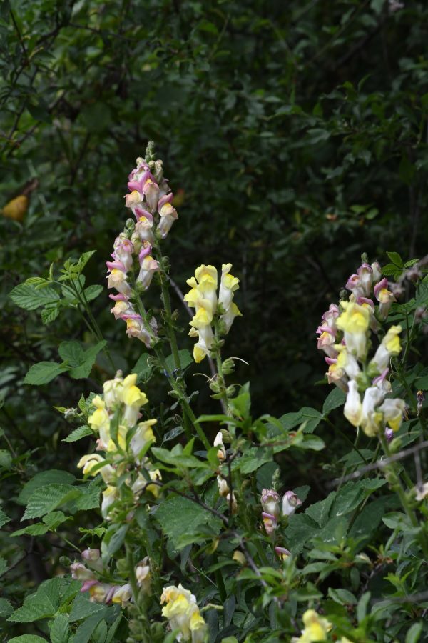 In the valley of Planoles, hybrid forms of snapdragons grow right next to each other.
