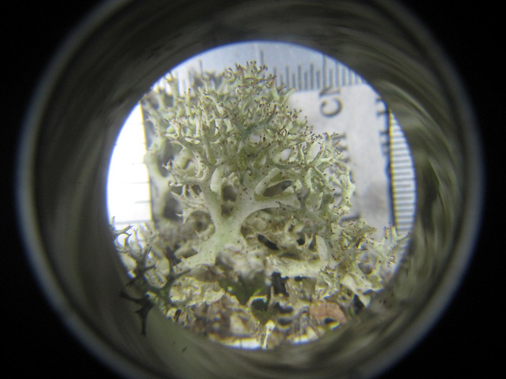 Flechten unter dem Mikroskop.