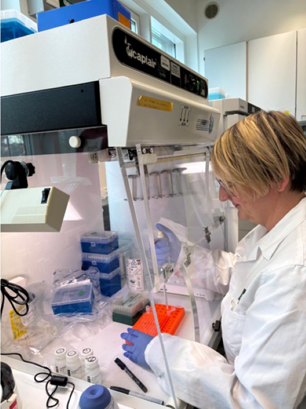 To understand the infection dynamics and the immune response of the pupae, the senior technician and lab-manager of the Cremer group, Anna V. Grasse, used quantitative PCR to analyze both the infection load and the immune response of the pupae.
