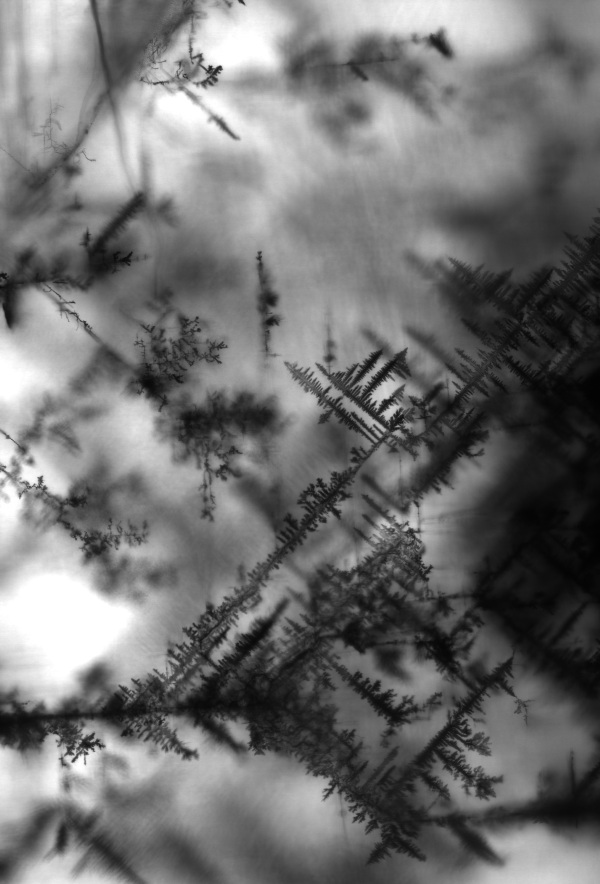 Silver “angiography” of a lead-halide perovskite crystal.
