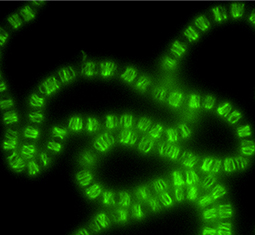 Main image for article