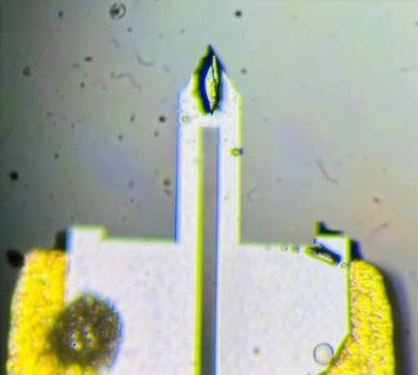 A sample of UTe2 mounted on a cantilever. This sample will be subjected to a magnetic field that increases from 0 to 60 Tesla and back within a tenth of a second, as fast as one can blink.