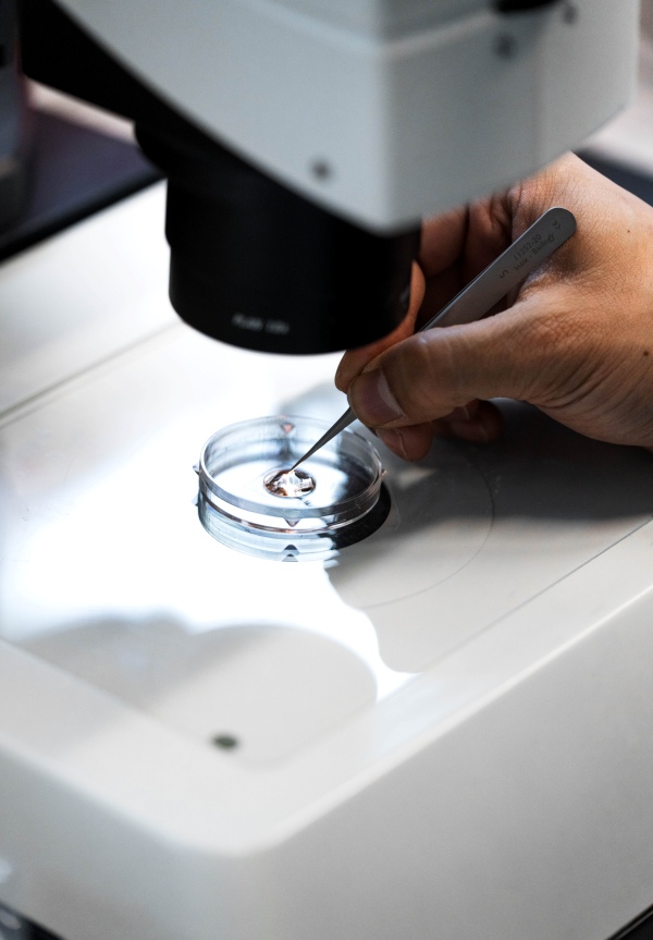 Unter dem Mikroskop positioniert der Forscher die Fisch-Embryos, die im Wasser schwimmen.