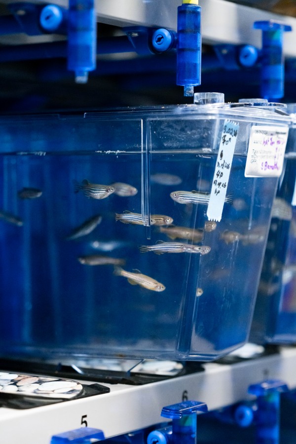 Zebrafische in ISTA’s Aquatics Facility.