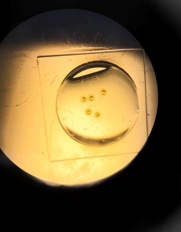 Fünf Zebrafisch-Embryos in einem winzigen Wassertropfen.