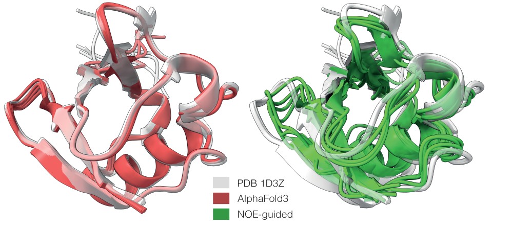 Anstatt heterogene Strukturen auf eine dominante Form zu reduzieren, wie AlphaFold3 (rot), sagt experimentgeleitetes AlphaFold eine größere Anzahl von möglichen Ubiquitin-Konformationen unter Verwendung von NMR-Daten (grün) voraus.