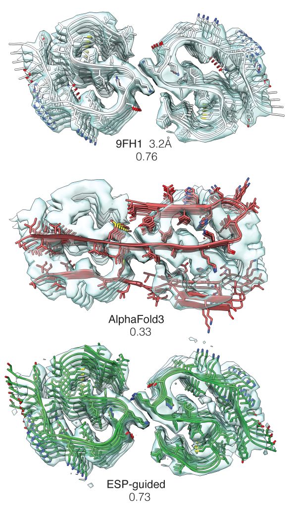 Rekonstruktion eines Amyloid-Beta-Fibrills, experimentell geleitet durch eine cryoEM electrostatic potential (ESP)-Karte (grün).