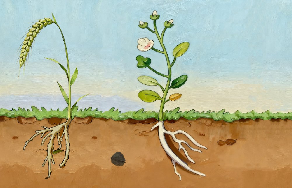 The roots of plants bend away from decaying plant material.