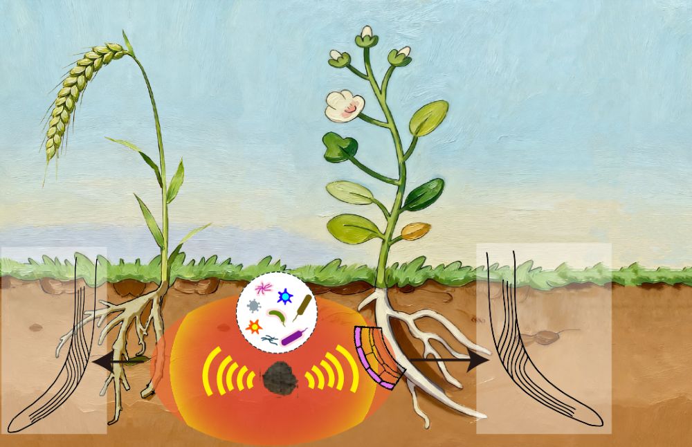 Fungi and other microbes break down dead plant material in the soil.