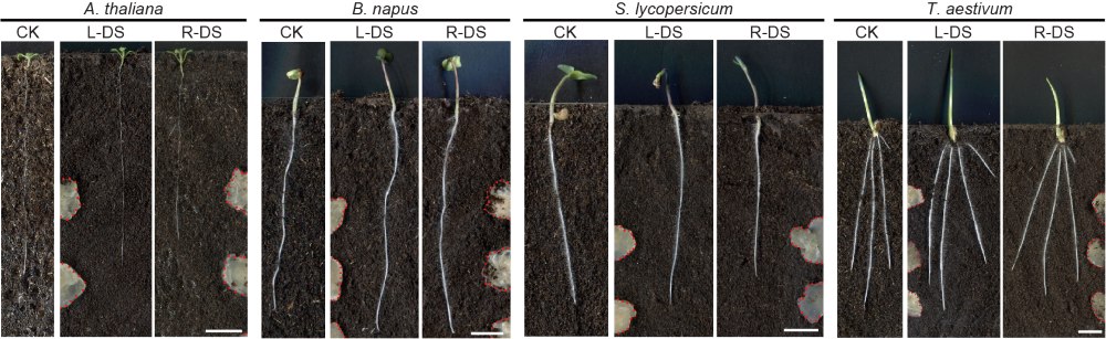 When the researchers tested animal-derived decay, in this case rotten chicken, the roots showed no directional growth response.
