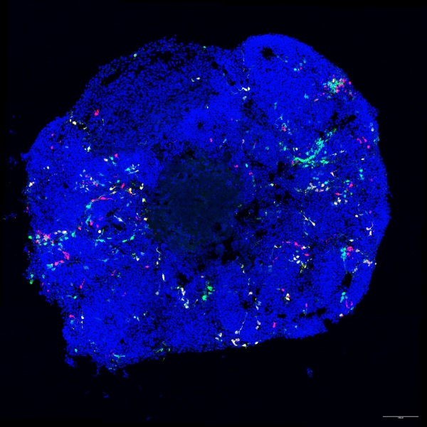 Fluorescent image of a mouse cortical organoid.