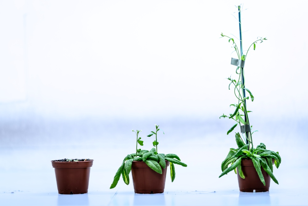 Growing Arabidopsis thaliana.
